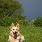 17-DSC03668